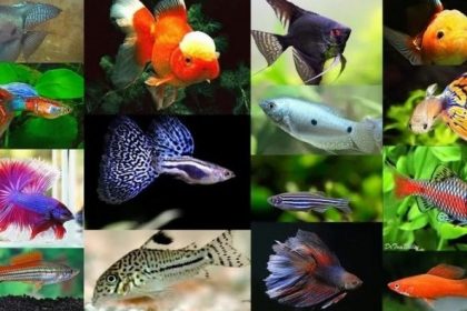 Top 3 địa chỉ cá cảnh Gia Lai đa dạng và chất lượng nhất - Top Gia Lai